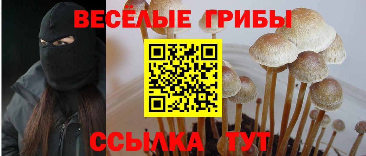 Галлюциногенные грибы Psilocybine cubensis Калач-на-Дону